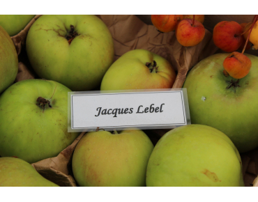 Malus domestica Jacques Lebel - Jardins du Monde.be