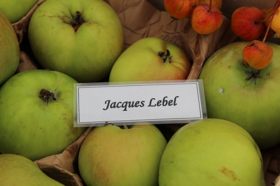 Malus domestica Jacques Lebel - Jardins du Monde.be