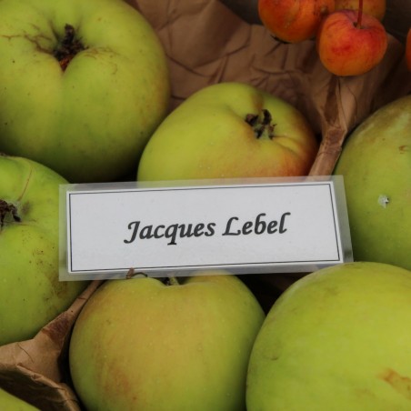 Malus domestica Jacques Lebel - Jardins du Monde.be