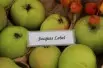 Malus domestica Jacques Lebel - Jardins du Monde.be