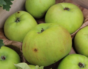 Malus domestica Jacques Lebel - Jardins du Monde.be