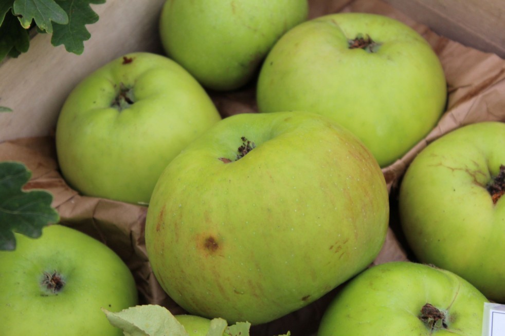 Malus domestica Jacques Lebel - Jardins du Monde.be Malus domestica Jacques Lebel - Jardins du Monde.be