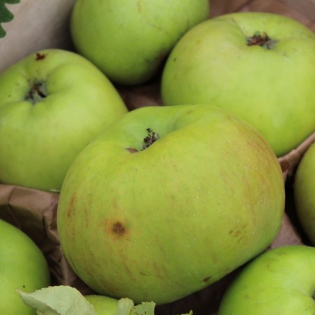 Malus domestica Jacques Lebel - Jardins du Monde.be