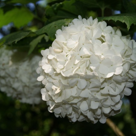 Gefüllter Schneeball - Viburnum Opulus Roseum