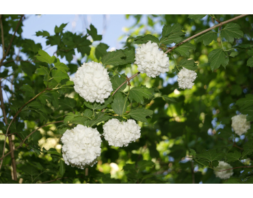 Viorne boule de neige - Viburnum Opulus Roseum