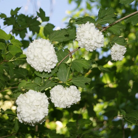 Gefüllter Schneeball - Viburnum Opulus Roseum