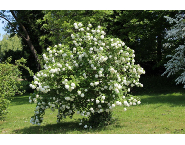 Viorne boule de neige - Viburnum Opulus Roseum