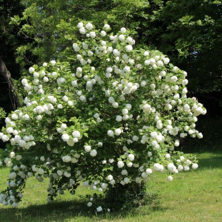 Gefüllter Schneeball - Viburnum Opulus Roseum