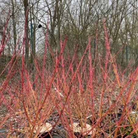 Cornouiller sanguin winter beauty - Cornus sanguinea Winter beauty