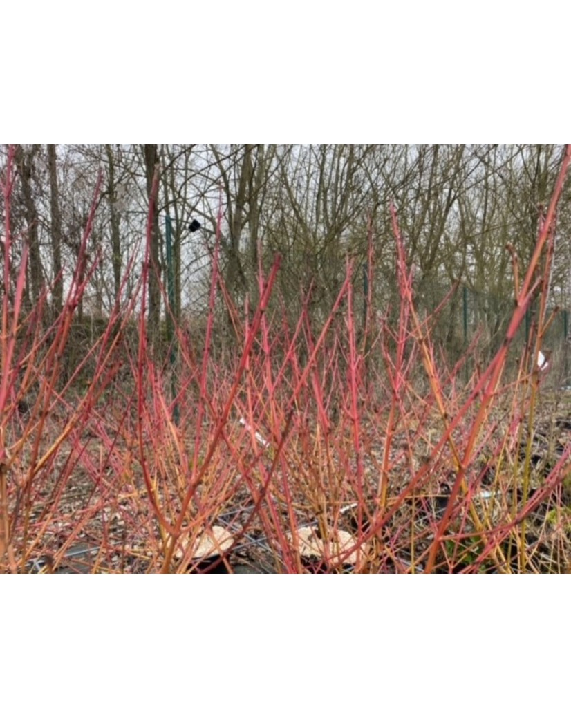 Roter hartriegel winter beauty Cornus sanguinea winter beauty