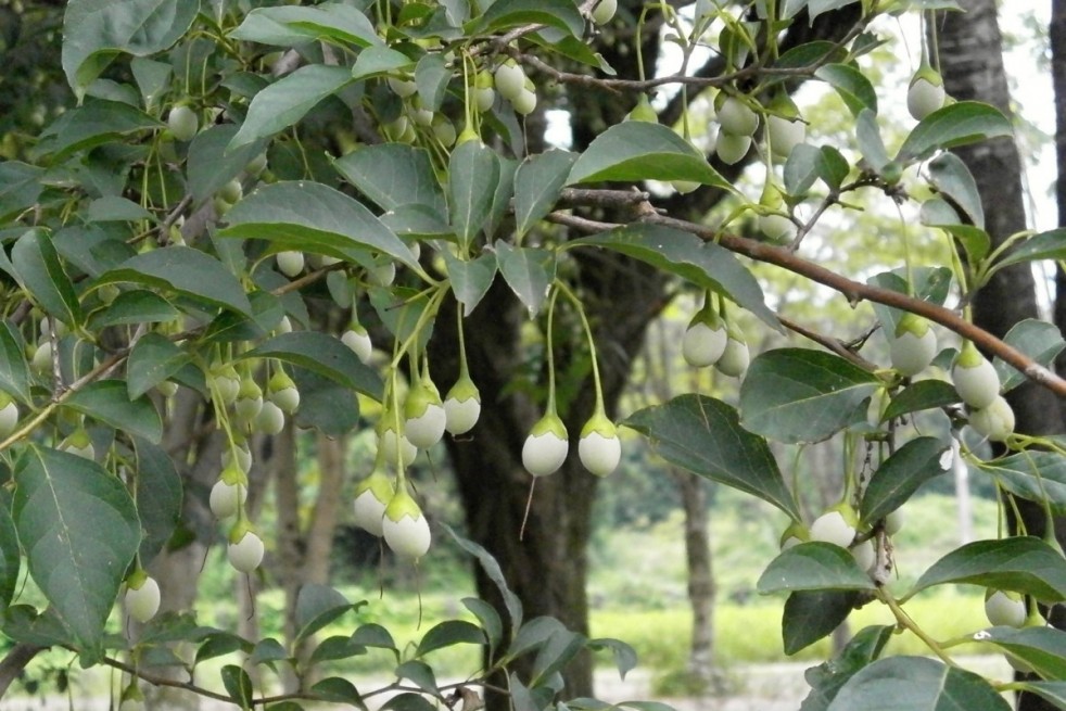 Styrax Japonica Fragrant Fountain - Jardins du Monde.be