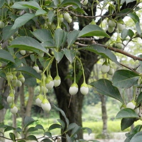 Styrax Japonica Fragrant Fountain - Jardins du Monde.be