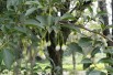 Styrax Japonica Fragrant Fountain - Jardins du Monde.be