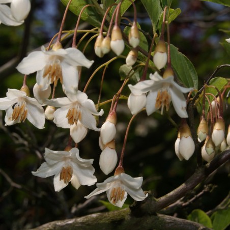 Styrax Japonica Fragrant Fountain - Jardins du Monde.be