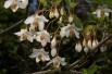 Styrax Japonica Fragrant Fountain - Jardins du Monde.be