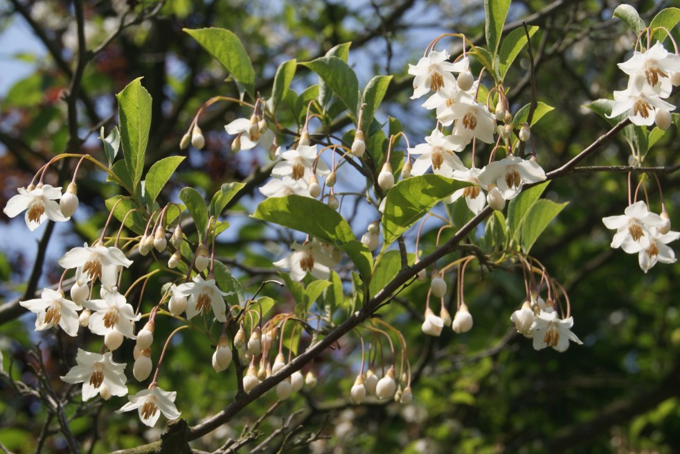 Styrax Japonica Fragrant Fountain - Jardins du Monde.be