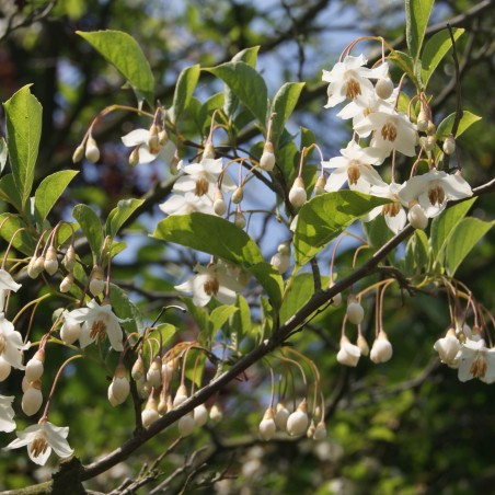Styrax Japonica Fragrant Fountain - Jardins du Monde.be