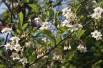 Styrax Japonica Fragrant Fountain - Jardins du Monde.be