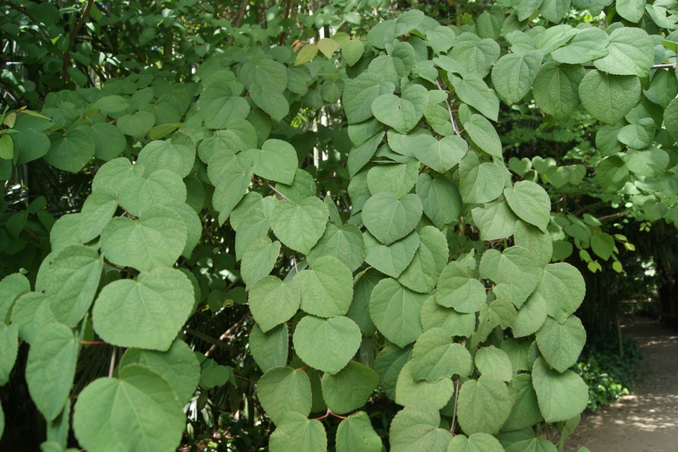 Cercidiphyllum Japonicum Pendulum - Jardins du Monde.be