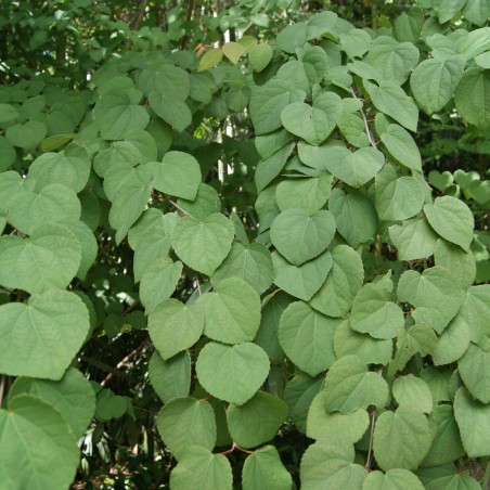 Cercidiphyllum Japonicum Pendulum - Jardins du Monde.be