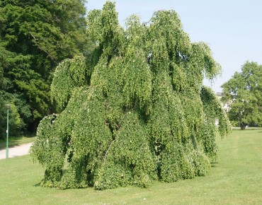 Cercidiphyllum Japonicum Pendulum - Jardins du Monde.be