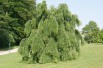 Cercidiphyllum Japonicum Pendulum - Jardins du Monde.be