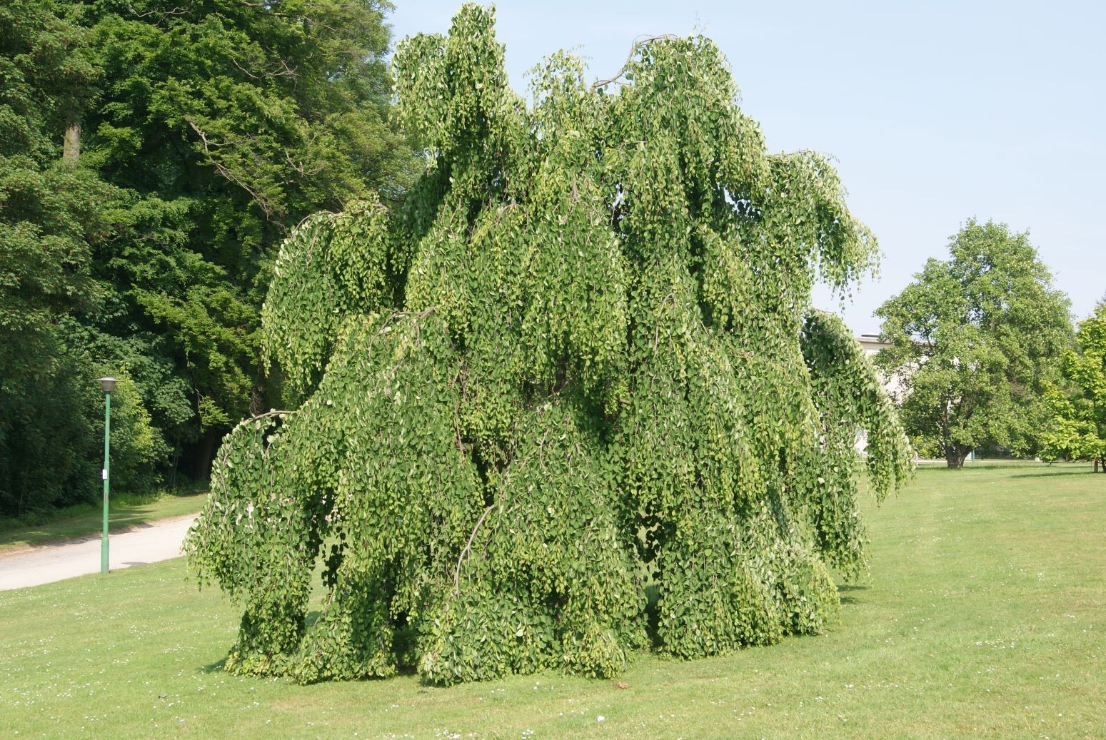 Arbre à caramel pleureur