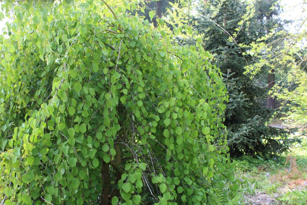 Cercidiphyllum Japonicum Pendulum - Jardins du Monde.be