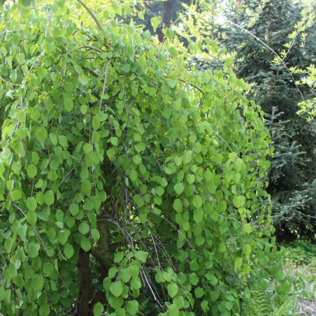 Cercidiphyllum Japonicum Pendulum - Jardins du Monde.be