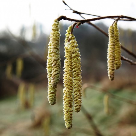 Noisetier Webb's Prize Cobb - Corylus avellana Webb's Prize Cobb