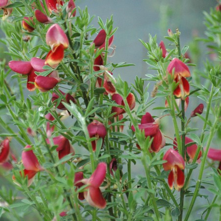 Broom Red Bordeaux - Cytisus scoparius Booskoop Ruby
