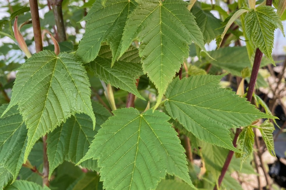 Acer rufinerve - Jardins du Monde.be