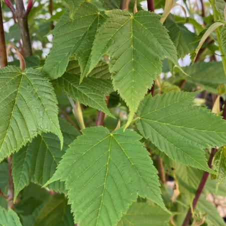 Érable jaspé de gris - Érable à peau de serpent - Acer rufinerve