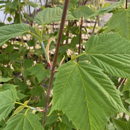 Acer rufinerve - Jardins du Monde.be