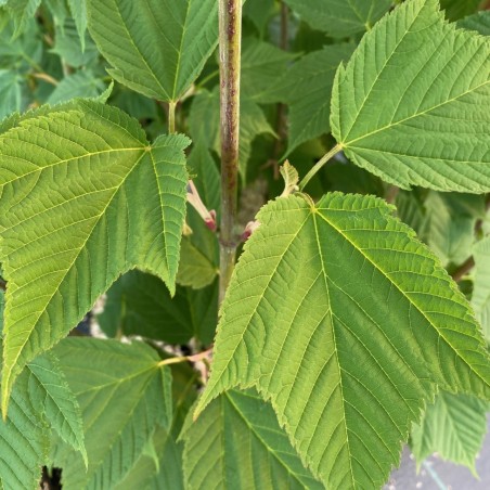 Acer rufinerve - Jardins du Monde.be