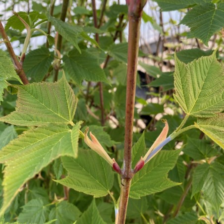Acer rufinerve - Jardins du Monde.be