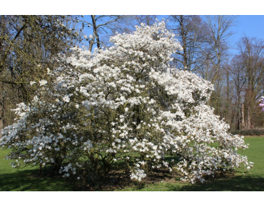 Star magnolia Royal Star - Magnolia stellata Royal Star