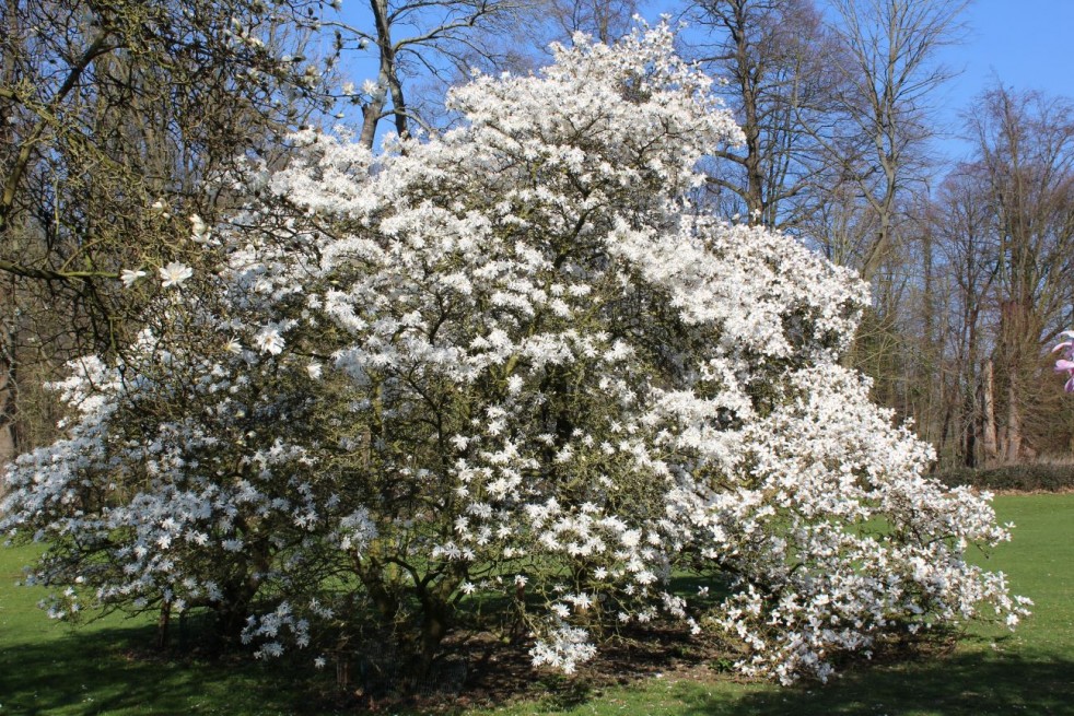 Magnolia Stelatta Royal Star - Jardins du Monde.be
