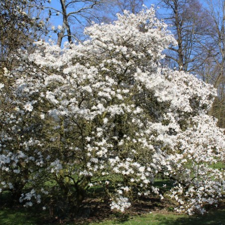 Star magnolia Royal Star - Magnolia stellata Royal Star