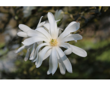 Magnolia Stelatta Royal Star - Jardins du Monde.be
