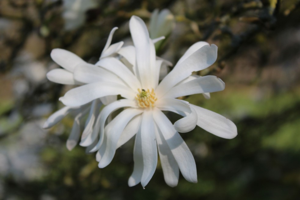 Magnolia Stelatta Royal Star - Jardins du Monde.be