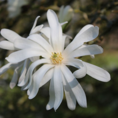 Magnolia Stelatta Royal Star - Jardins du Monde.be