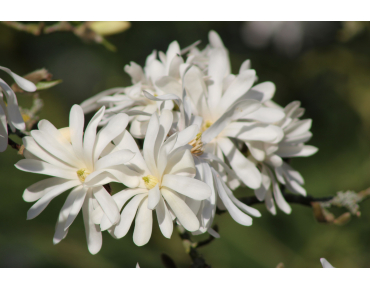 Stermagnolia Royal Star - Magnolia stellata Royal Star