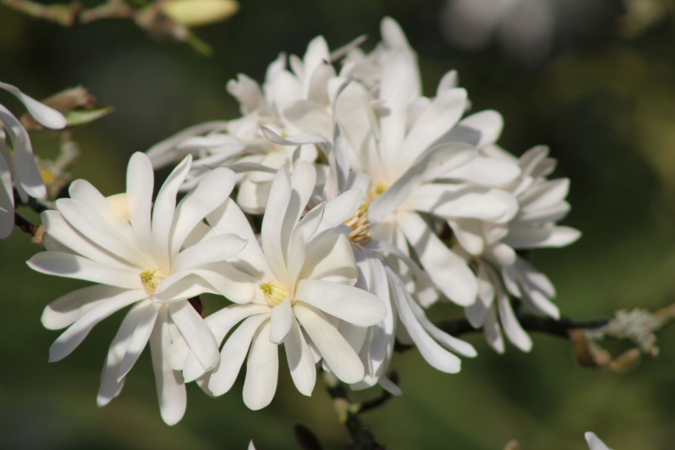 Magnolia Stelatta Royal Star - Jardins du Monde.be Magnolia Stelatta Royal Star - Jardins du Monde.be