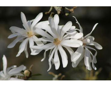 Stermagnolia Royal Star - Magnolia stellata Royal Star