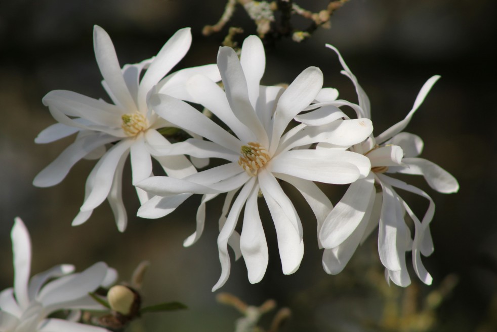 Magnolia Stelatta Royal Star - Jardins du Monde.be