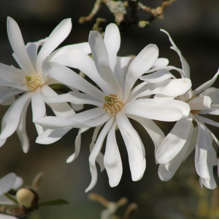 Magnolia Stelatta Royal Star - Jardins du Monde.be