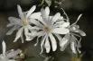 Magnolia stellata Royal Star