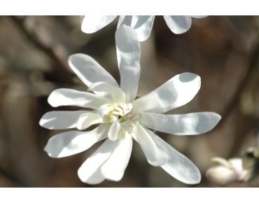 Magnolia Stelatta Royal Star - Jardins du Monde.be