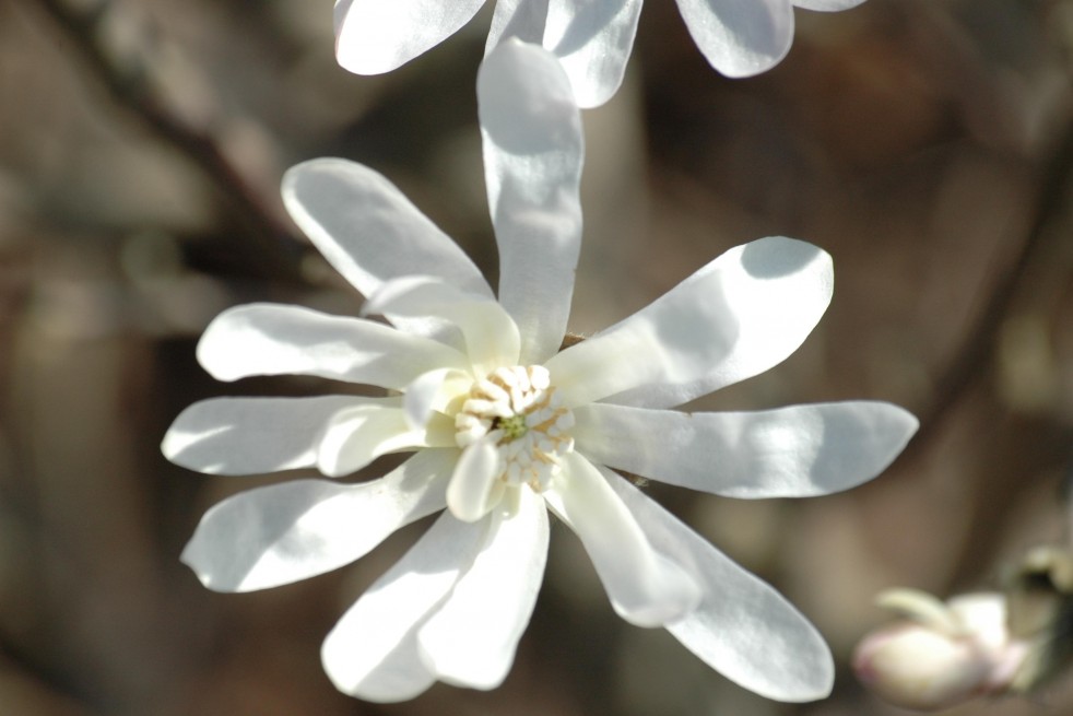 Magnolia Stelatta Royal Star - Jardins du Monde.be